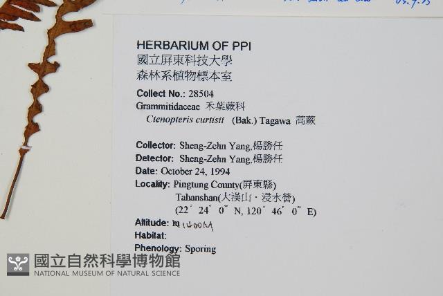 密毛蒿蕨藏品圖，第2張