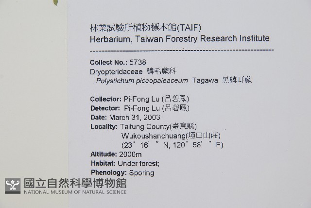 黑鱗耳蕨藏品圖，第2張