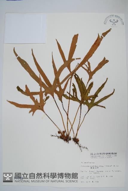 槭葉石葦藏品圖，第1張