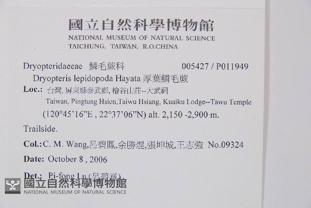 厚葉鱗毛蕨藏品圖，第2張