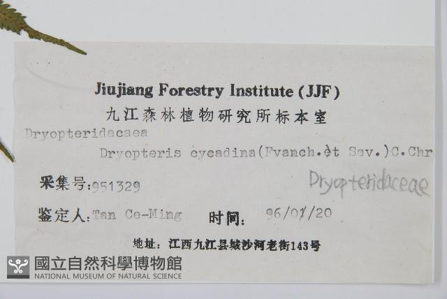 桫欏鱗毛蕨藏品圖，第2張