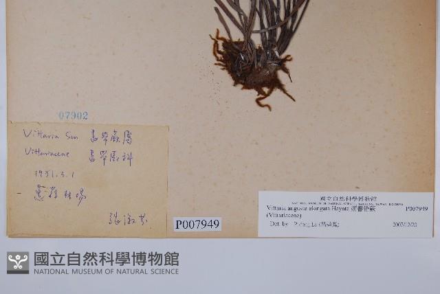 姬書帶蕨藏品圖，第2張