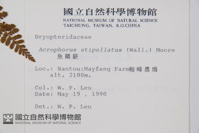 魚鱗蕨藏品圖，第2張