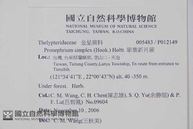 單葉新月蕨藏品圖，第2張