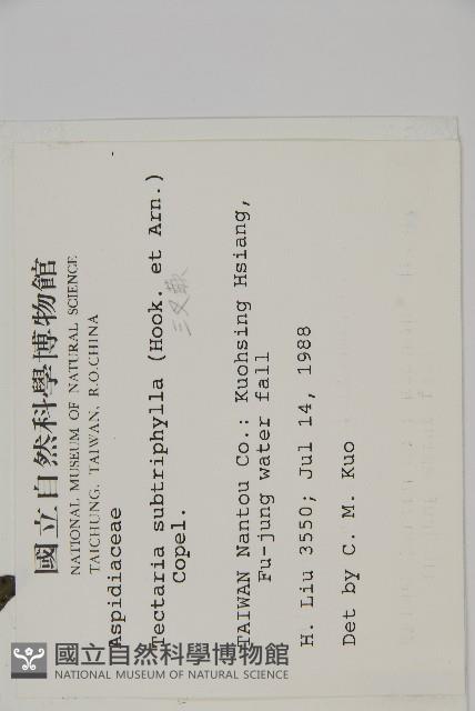 三叉蕨藏品圖，第2張