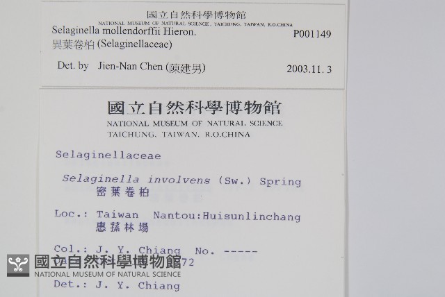 異葉卷柏藏品圖，第2張