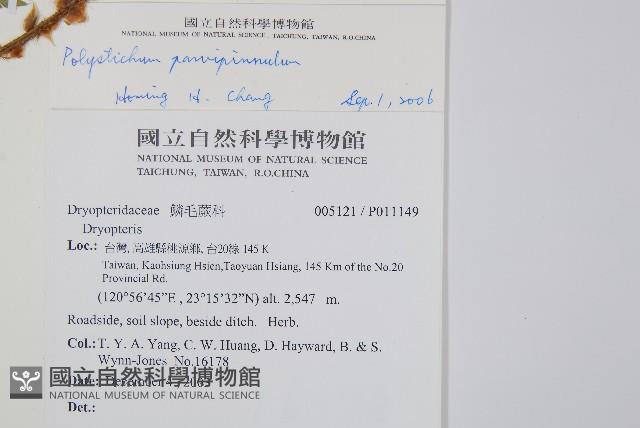 尖葉耳蕨藏品圖，第2張