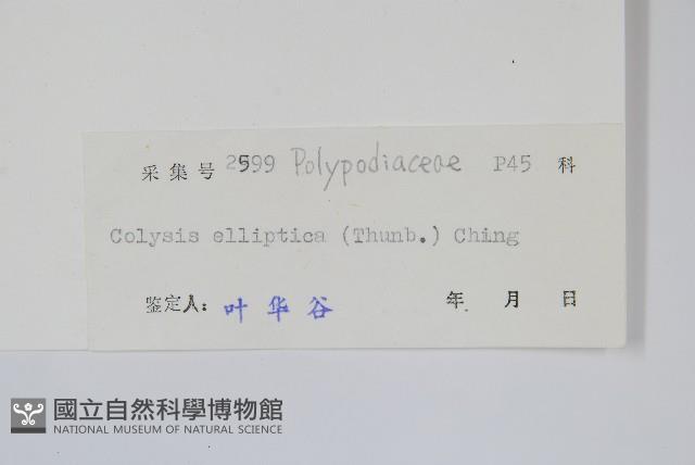 橢圓線蕨藏品圖，第2張