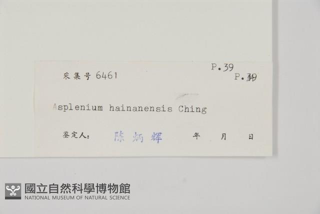 海南鐵角蕨藏品圖，第2張