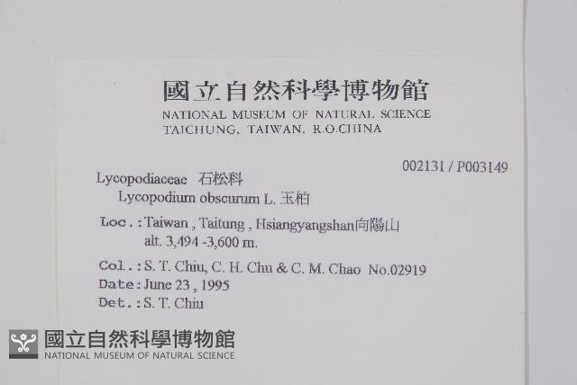 玉柏、玉柏石松藏品圖，第2張