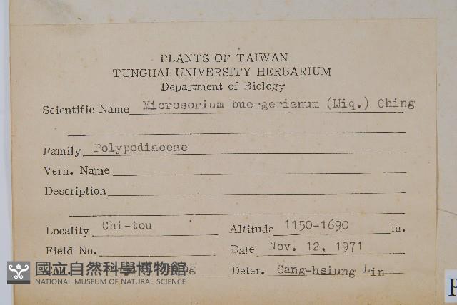 波氏星蕨藏品圖，第2張