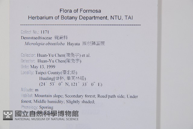 團羽鱗蓋蕨藏品圖，第2張