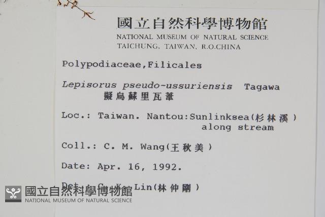 擬烏蘇里瓦葦藏品圖，第2張