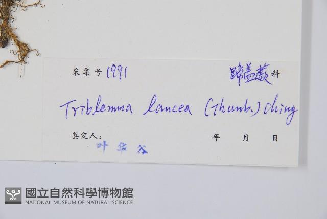 單葉雙蓋蕨藏品圖，第2張