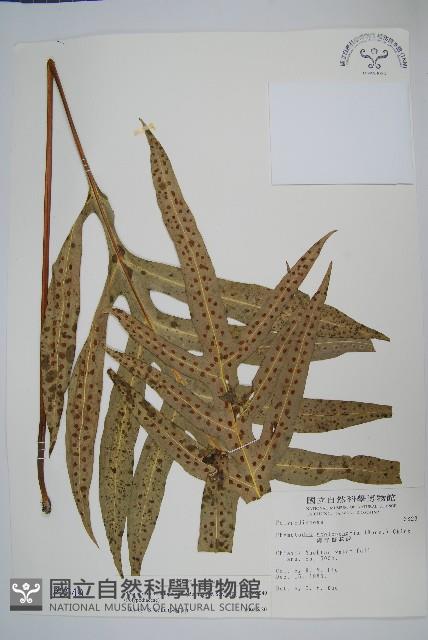 海岸擬茀蕨、海岸星蕨藏品圖，第1張