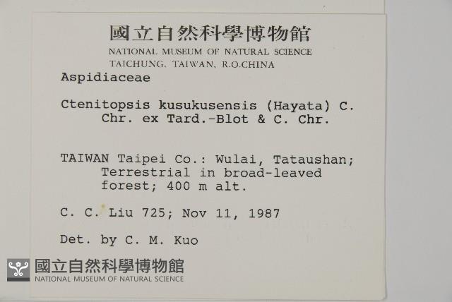 高士佛擬肋毛蕨藏品圖，第2張