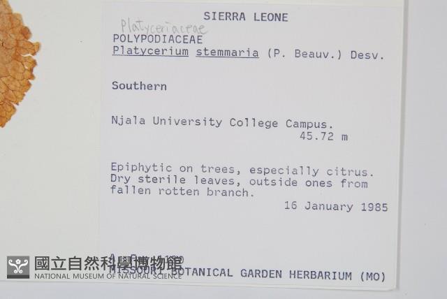 三角鹿角蕨藏品圖，第2張