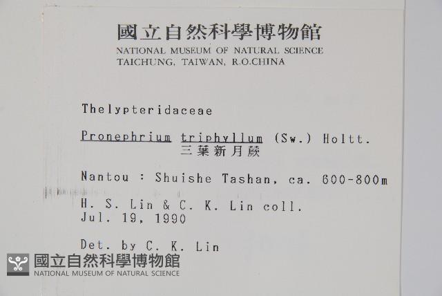 新月蕨藏品圖，第2張