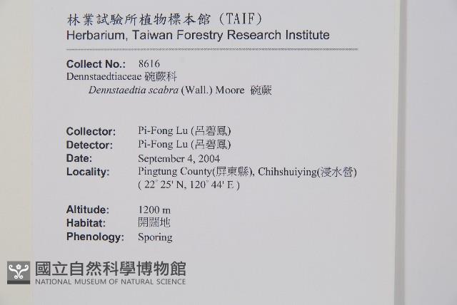 碗蕨藏品圖，第2張