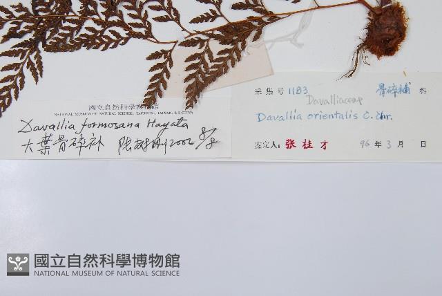 大葉骨碎補、台灣骨碎補、骨碎補藏品圖，第2張