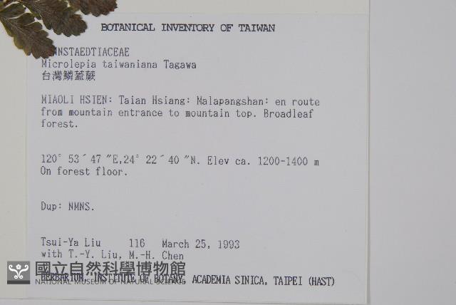 臺灣鱗蓋蕨藏品圖，第2張