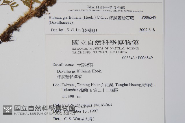 杯狀蓋陰石蕨藏品圖，第2張
