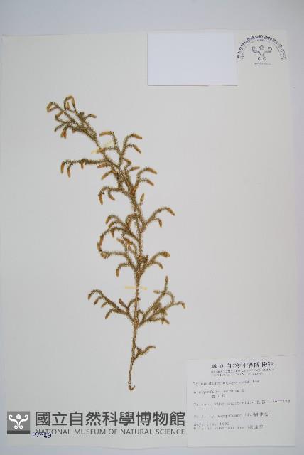 過山龍藏品圖，第1張