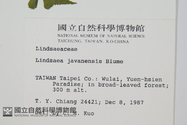 三角葉陵齒蕨、三角葉鱗齒蕨藏品圖，第2張