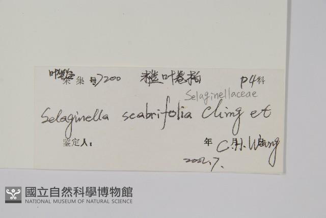 糙葉卷柏藏品圖，第2張