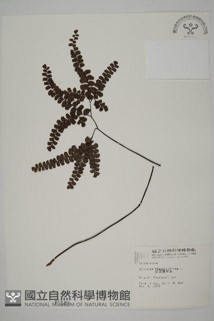 扇葉鐵線蕨藏品圖，第1張