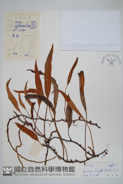 石葦藏品圖，第1張