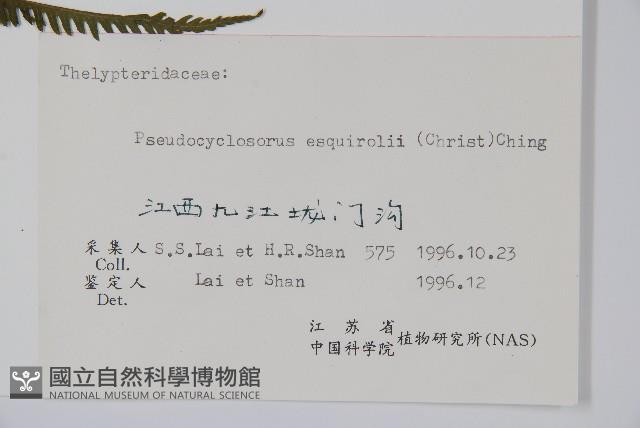 假毛蕨藏品圖，第2張