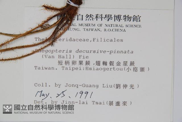 翅軸假金星蕨、短柄卵果蕨藏品圖，第2張
