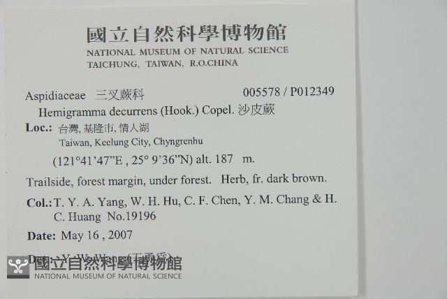 沙皮蕨藏品圖，第5張