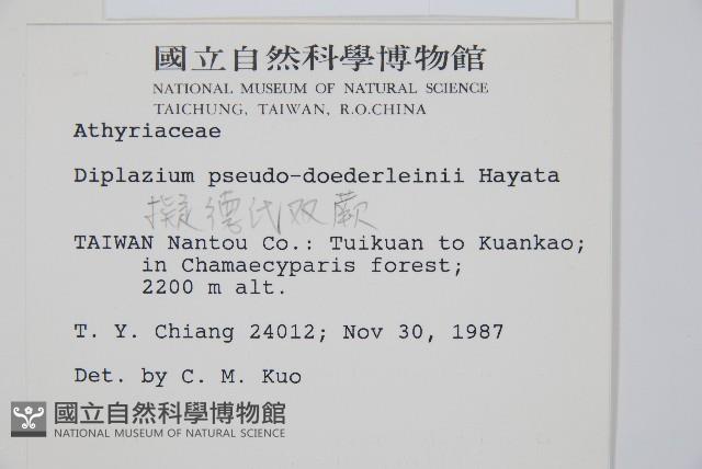 擬德氏雙蓋蕨藏品圖，第2張