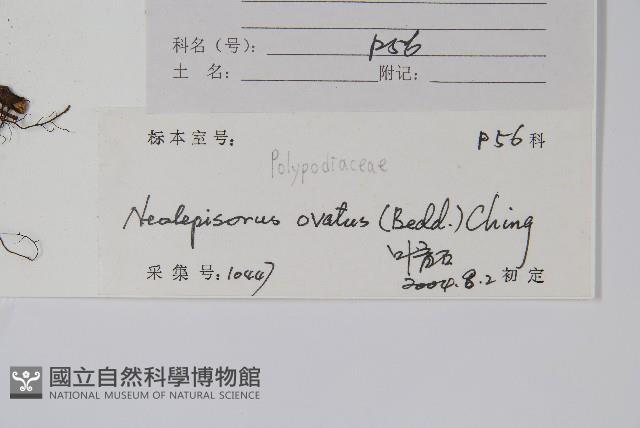 盾蕨藏品圖，第2張