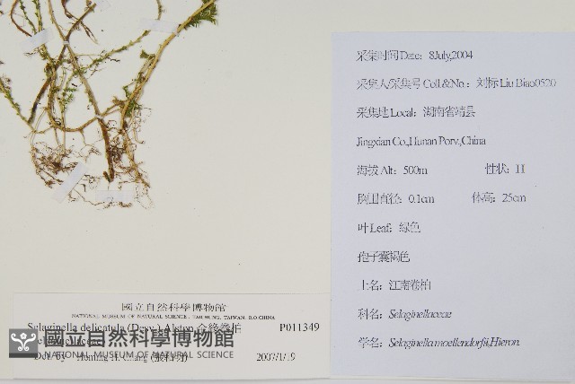 全緣卷柏藏品圖，第2張