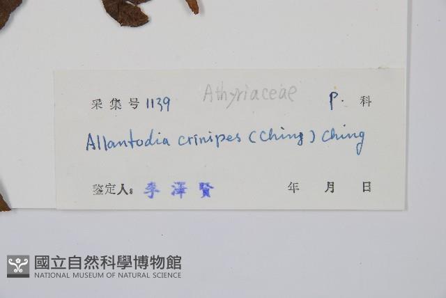 毛柄短腸蕨藏品圖，第2張