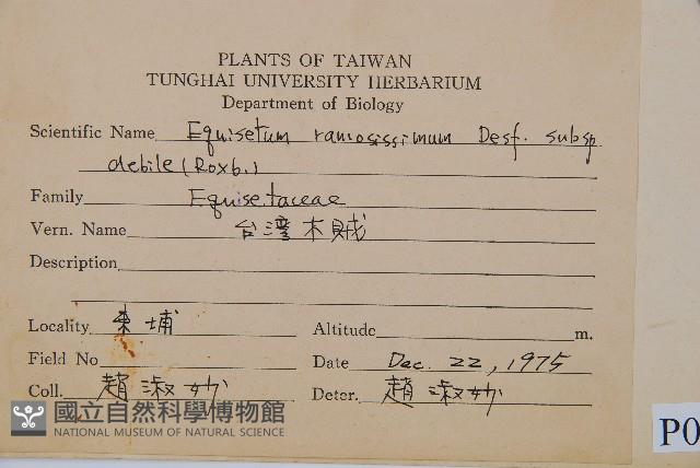 臺灣木賊藏品圖，第2張