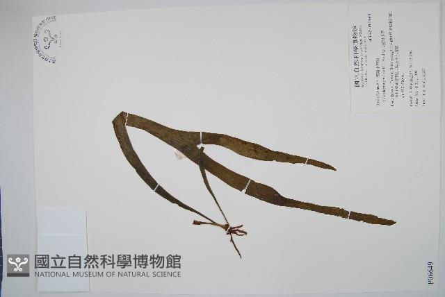帶狀瓶爾小草藏品圖，第1張