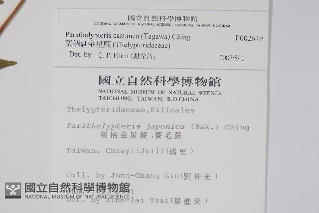栗柄副金星蕨藏品圖，第2張