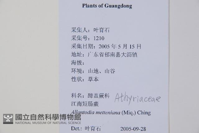 江南短腸蕨藏品圖，第2張