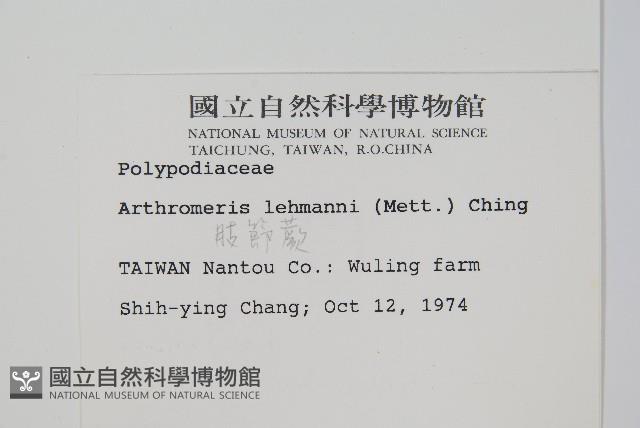 肢節蕨藏品圖，第2張