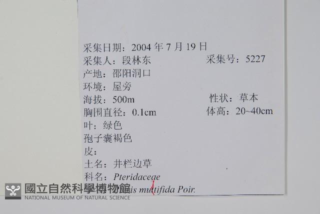 鳳尾蕨藏品圖，第1張