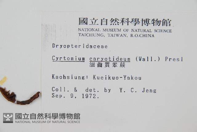 細齒貫眾蕨藏品圖，第2張