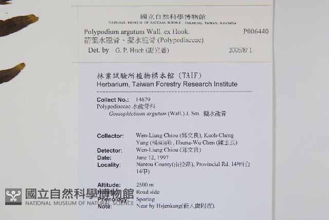 箭葉水龍骨、擬水龍骨藏品圖，第2張