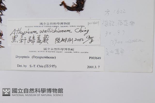 黑稈蹄蓋蕨藏品圖，第2張