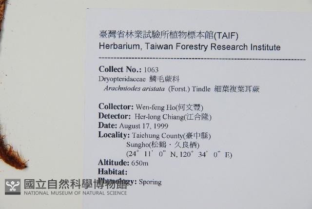 細葉複葉耳蕨藏品圖，第2張