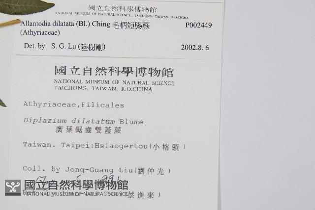 毛柄短腸蕨藏品圖，第2張