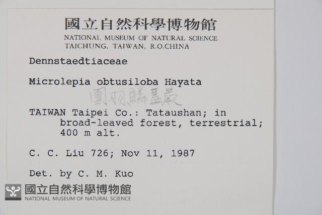 團羽鱗蓋蕨藏品圖，第2張